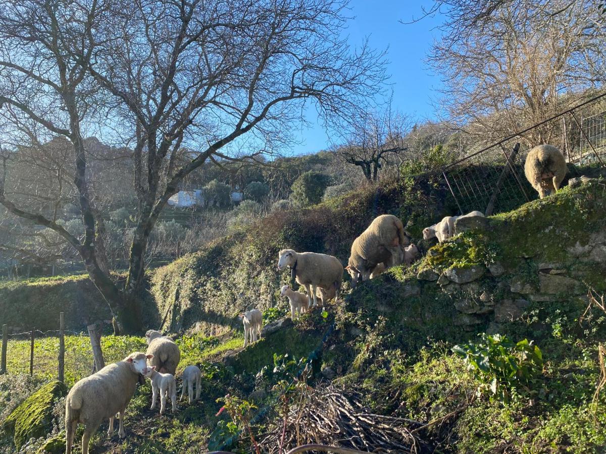 Varanda Do Alentejo Marvão Zewnętrze zdjęcie